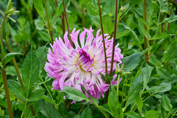 beautiful dahlia Bold Accent, white with lilac petals, surrounded by lots of green leaves