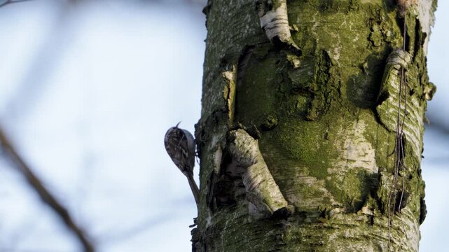 Treecreeper climbing tree trunk and pecking bark. Rare close-up footage of a treecreeper actively climbing along a tree trunk and pecking the bark in search of insects.