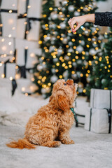 Adorable fluffy dog sitting on a cozy carpet, eagerly looking up at a hand holding a treat, surrounded by festive decorations and a beautifully lit Christmas tree