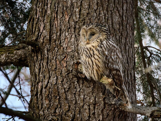 Puszczyk uralski, sowa uralska, Strix uralensis, Ural owl