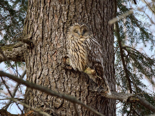 Puszczyk uralski, sowa uralska, Strix uralensis, Ural owl