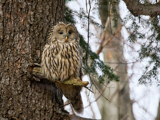 Puszczyk uralski, sowa uralska, Strix uralensis, Ural owl