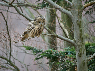 Puszczyk uralski, sowa uralska, Strix uralensis, Ural owl © filozofgrecki