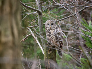 Puszczyk uralski, sowa uralska, Strix uralensis, Ural owl