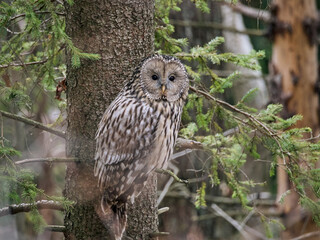 Puszczyk uralski, sowa uralska, Strix uralensis, Ural owl