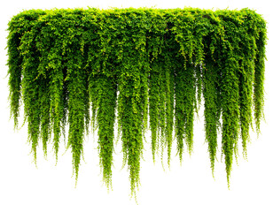 Cascading green foliage, lush plant, trailing vines