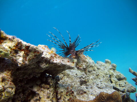 Lion Fish in the Red Sea in clear blue water hunting for food .
