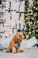 Small brown dog wearing festive green scarf sits on soft rug in cozy living room decorated for holidays with Christmas tree and wrapped gifts in background