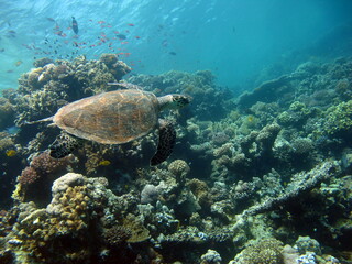 Naklejka premium Hawksbill sea turtle (CR species) Hawksbill Turtle - Eretmochelys imbricata.
