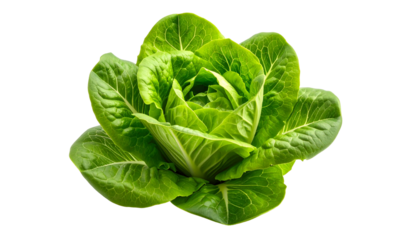 Fresh, vibrant green romaine lettuce head isolated against a black background