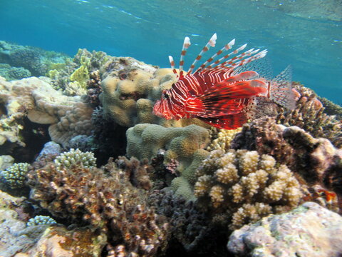 Lion Fish in the Red Sea.

Lion Fish in the Red Sea in clear blue water hunting for food .
