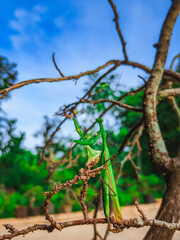 Fototapeta premium mantis standing