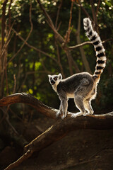 Fototapeta premium Ring-tailed lemur on a branch in an alert and expressive pose