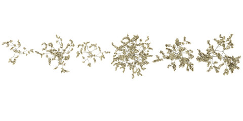 Collection of Myosotis plants on transparent background from the top view