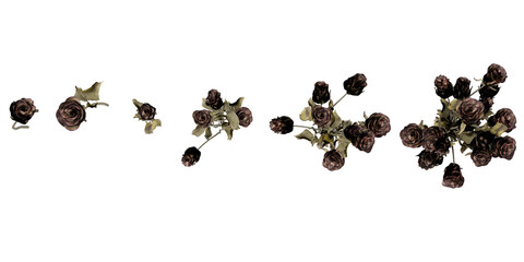 Collection of Rosa plants on transparent background from the top view