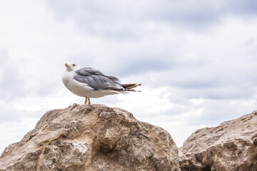 wild sea nature wallpaper with seagull portrait close up. coastal view with beige rocky surface, seabird and cloudy sky. seagull