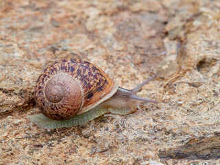 Cornu aspersum, the common garden snail.