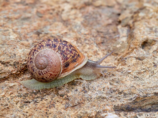 Cornu aspersum, the common garden snail.