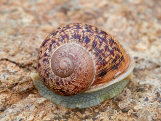 Cornu aspersum, the common garden snail.