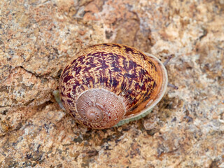 Cornu aspersum, the common garden snail.