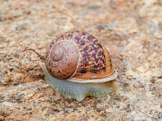 Cornu aspersum, the common garden snail.