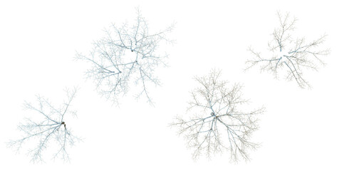 Isolated Acer snow tree on white background from the top view