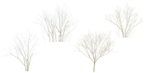 Isolated Acer snow tree on white background