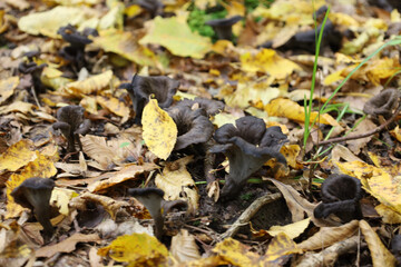 A cluster of black horn-shaped mushrooms is growing directly from the soil among a dense carpet of fallen yellow-brown leaves in the autumn forest. 