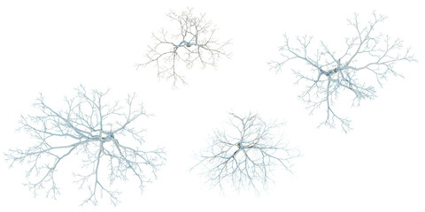 Top view of Acer,Alnus Snow tree isolated on white background