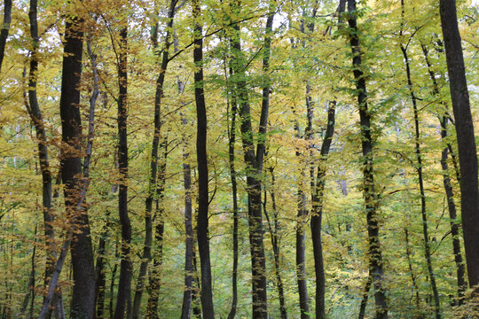 A wall of forest with tall, slender tree trunks, whose leaves are in a transition phase from green to yellow, creating a rich gradient of autumn colors. The shot conveys the density of the forest and 