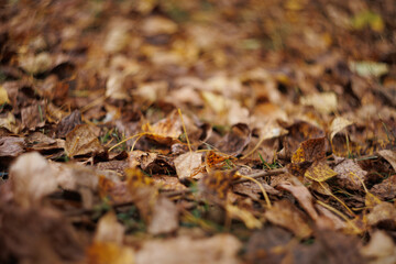 Dry brown and yellow autumn leaves scattered on forest ground with shallow depth of field. Natural texture, seasonal background, fall, nature, environment concepts.