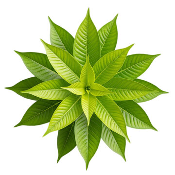 Beautiful green poinsettia plant with vibrant leaves isolated on transparent background