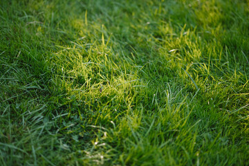 Fresh green grass illuminated by sunlight with natural shadows outdoors. Close up lawn texture, summer scene, nature background, growth, freshness concepts.