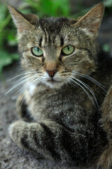 Portrait of cute street cats