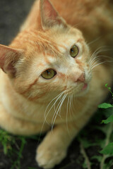 Portrait of cute street cats