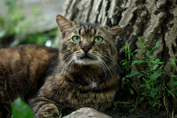 Portrait of cute street cats