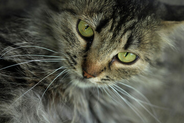 Portrait of cute street cats