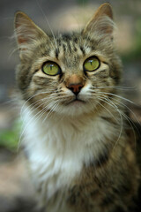 Portrait of cute street cats
