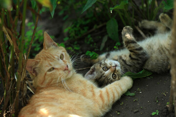 Portrait of cute street cats