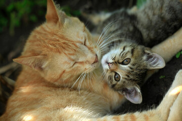 Portrait of cute street cats