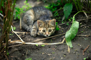 Portrait of cute street cats