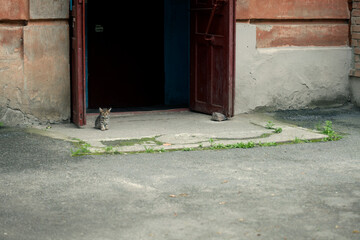 Portrait of cute street cats