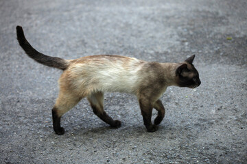 Portrait of cute street cats