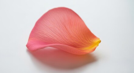 Fototapeta premium Delicate pink and yellow flower petal with subtle texture and soft lighting