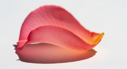 Close up macro photograph of a delicate pink rose petal with subtle orange hues