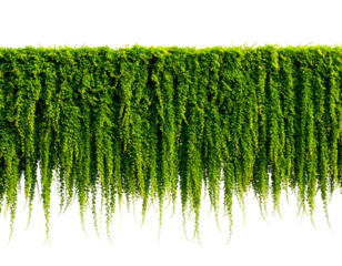 Cascading green foliage, a lush, vibrant natural curtain