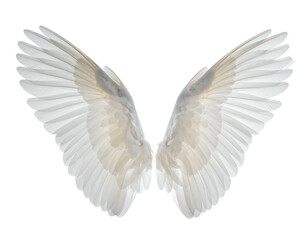 Fototapeta premium White feathered wings, outstretched, angelic, ethereal, soft