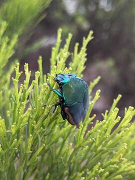blue bug on the ground