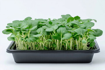 Fototapeta premium Sunflower microgreens growing in black tray with vibrant green leaves healthy organic sprouts for salad or garnish on white background