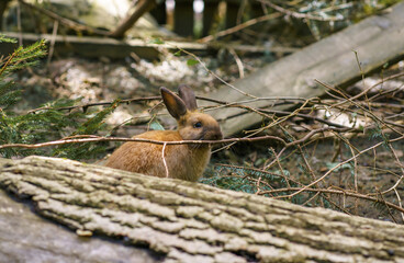 A young field rabbit sits on a fallen tree and looks out among the branches at a zoo in Austria.